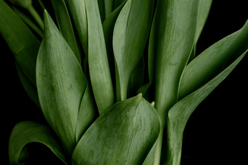 Close up of tulip leaves as a background or pattern; Pattern of fresh tulip leaves