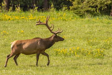 USA, Colorado, Rocky Mountain National Park. Bull elk in field.