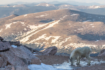 USA, Colorado, Mt. Evans. Young mountain goat licking ice for minerals.
