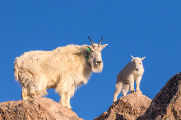 USA, Colorado, Mt. Evans. Mountain goat nanny and kid atop rock.