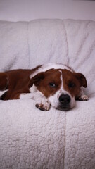 terrier/ border collie mix sleeping on couch
