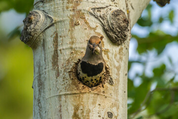 USA, Colorado, Rock Mountain National Park. Red-shafted flicker removing debris from nest.