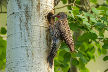 USA, Colorado, Rock Mountain National Park. Red-shafted flicker at nest in tree.