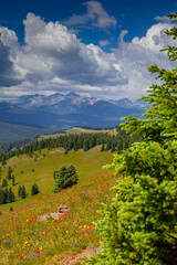 USA, Colorado, Shrine Pass, Vail. Flowery landscape in summer.