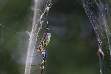 クモの巣で獲物を待つクモ