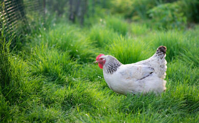 Rooster and Chickens. Free Range Cock and Hens