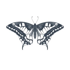 Pencil imitation drawing illustration of swallowtail butterfly isolated on white background