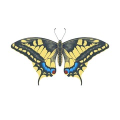 Colored pencil imitation drawing realistic illustration of swallowtail butterfly isolated on white background