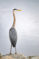 USA, Colorado. Great blue heron