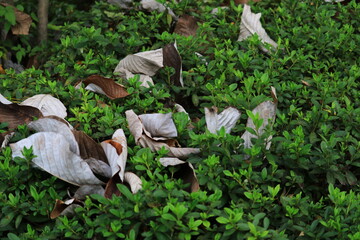 若葉の上に落ちた枯れ葉