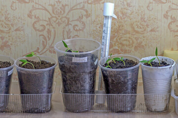 Plastic containers with pepper seedlings are located near the wall of the room