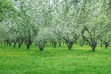 Fototapeta na wymiar rows of apple trees in orchard during blooming at spring time
