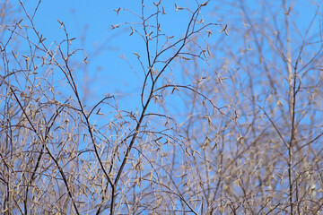 Birch branches with catkins against the winter blue sky