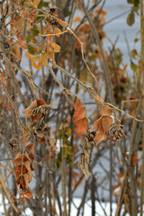 A branch of a shrub with frozen leaves and fruits close up