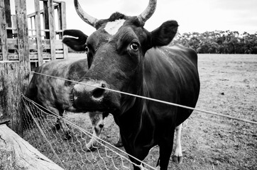 Black and white photo of a cow