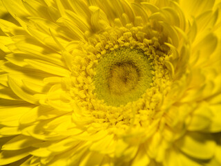 Yellow gerbera flower closeup macro