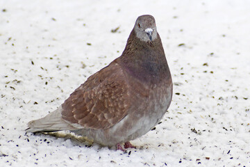Portrait of a city pigeon sitting in the snow close up