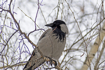 Portrait of a crow on a birch branch close-up