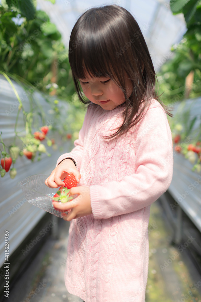 Wall mural 子供といちご狩りにお出かけ