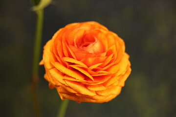 ラナンキュラス　エキュードオレンジ