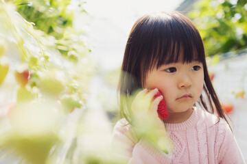 Fototapeta premium 子供といちご狩りにお出かけ