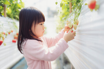 子供といちご狩りにお出かけ