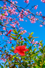 ハイビスカスと緋寒桜