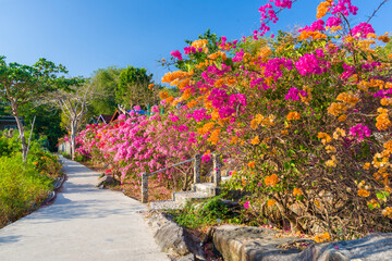 A path in blooming bushes on Phi Phi  Don island in Thailand