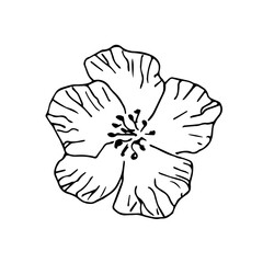 Simple hand-drawn vector drawing in black outline. Sakura flower isolated on white background. Spring bloom. For prints, labels, cosmetics, postcards design.