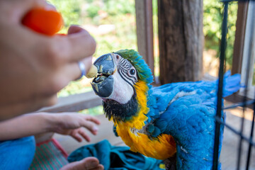 A young macaw is feeding a syringe. Blue-yellow macaw hand-fed food Hungry macaws