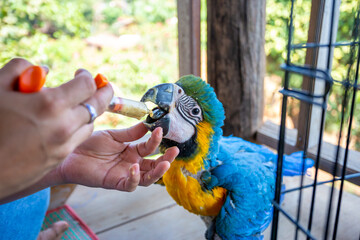 A young macaw is feeding a syringe. Blue-yellow macaw hand-fed food Hungry macaws