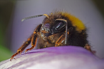 Bumblebee on crocus petal