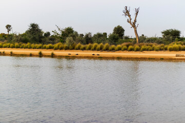 Ducks resting on the shore of a lake. Outdoors