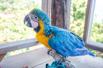 A young macaw is feeding a syringe. Blue-yellow macaw hand-fed food Hungry macaws