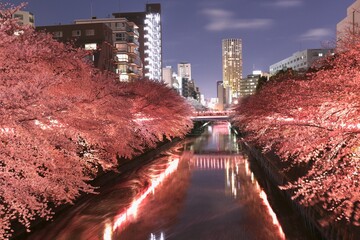 目黒川ライトアップされた満開の桜が水面に写っている（目黒駅方面）