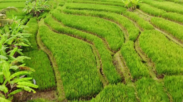 Green scenic balinese landscape from drone. Aerial view of rice terraces with water, rice paddy fields on Bali island.	