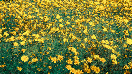 photo of artistic daisy flowers in the garden