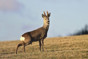 wildlife scene from spring nature. roe deer standing on meadow. Deer in the nature habitat. Capreolus capreolus.