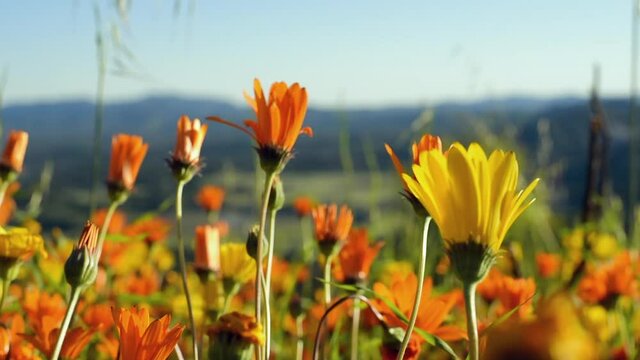 Close-up and slow zoom with a slight tilt up and a rack focus of orange and yellow sunny spring superbloom wildflowers with a mountain horizon in the background - Los Angeles, California