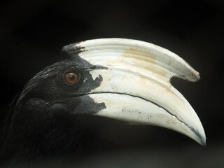 Close-up picture of hornbill © Jatuporn