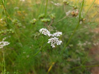 Beautiful cilantro coriander flowers blooming in spring time. Coriander flowers in the garden.Coriander flowers and fields. Its seed is a famous Spice. Made a sauce from its green leaves.