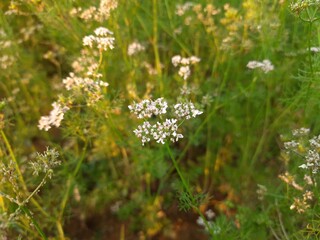Beautiful cilantro coriander flowers blooming in spring time. Coriander flowers in the garden.Coriander flowers and fields. Its seed is a famous Spice. Made a sauce from its green leaves.