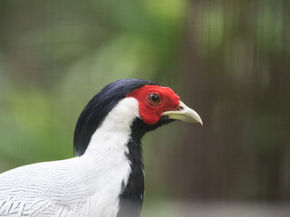 Male silver pheasant in closeup, tropical bird specie from Asia