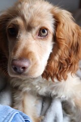 portrait of a cocker spaniel 