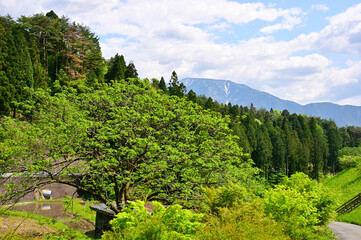 新緑の季節　恵那山