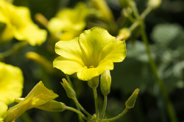 Yellow flowers of Bermuda buttercup, blurred background