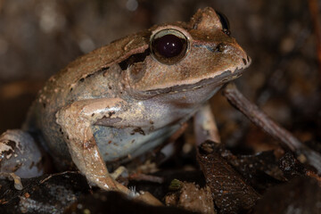 Close-up of Fletcher's frog (Lechriodus flechteri), a medium-sized ground frog. The tadpoles of the species are renown for being cannibalistic Lamington National Park, Queensland, Australia.