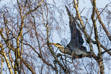 Graureiher (Ardea cinerea)