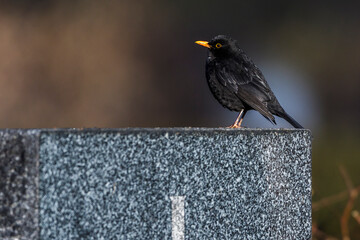Amsel (Turdus merula) Männchen