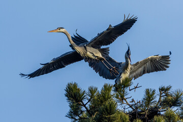 Graureiher (Ardea cinerea)